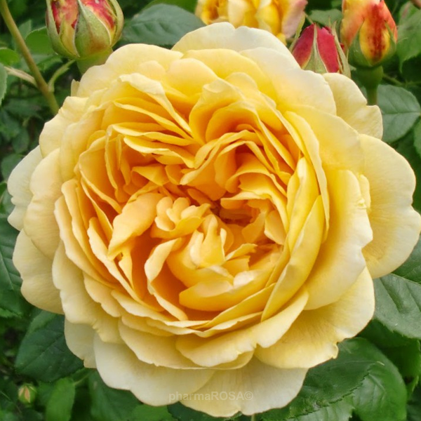 English Rose Yellow Ausgold Intensive Fragrance Roses Online Delivery Order Roses Online Romantic Rose Pharmarosa